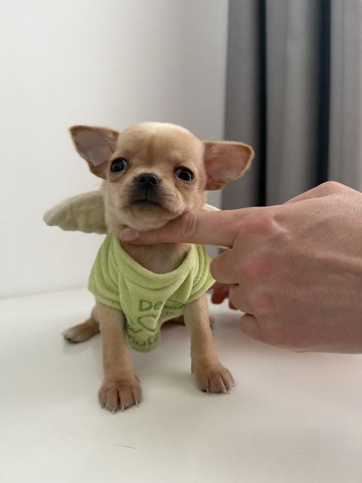 Золотий хлопчик міні чіхуахуа