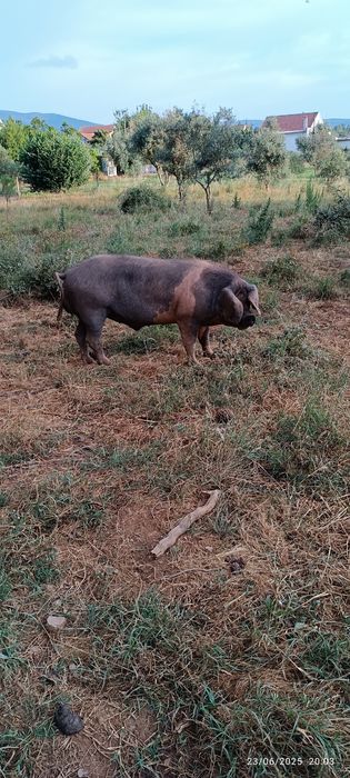 Porcos e Leitões Bisaro