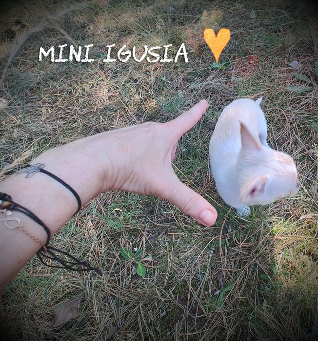 Chihuahua Igusia XS IDEALNA