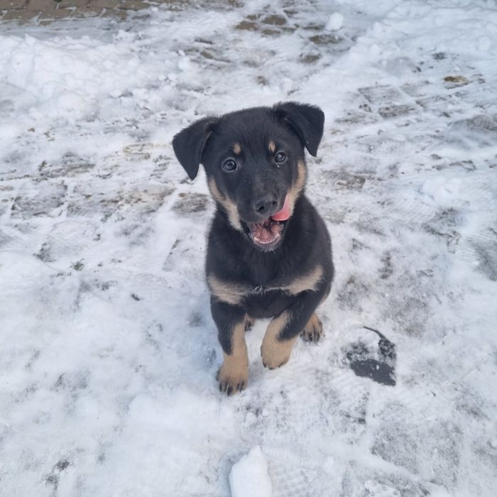 Собачки (2 місяці) в добрі руки