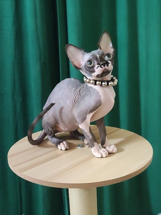 Baby face неординарна ексклюзивна дівчинка