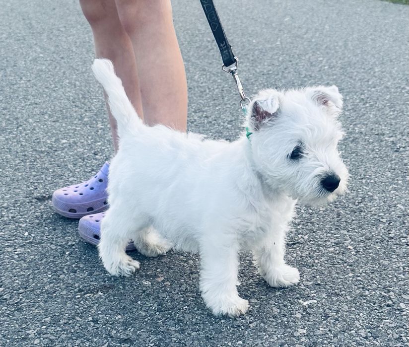 West Highland White Terrier