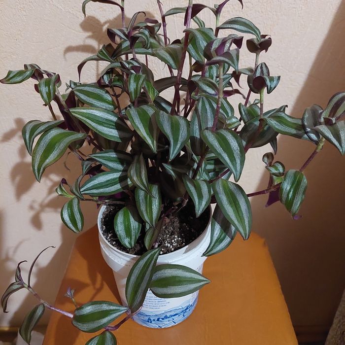 Пропоную до продажу кімнатні квіти вирощені в домашніх умовах