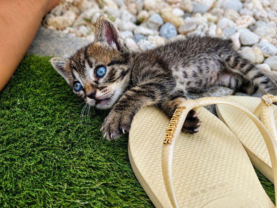 Gatinhos  para Adoção