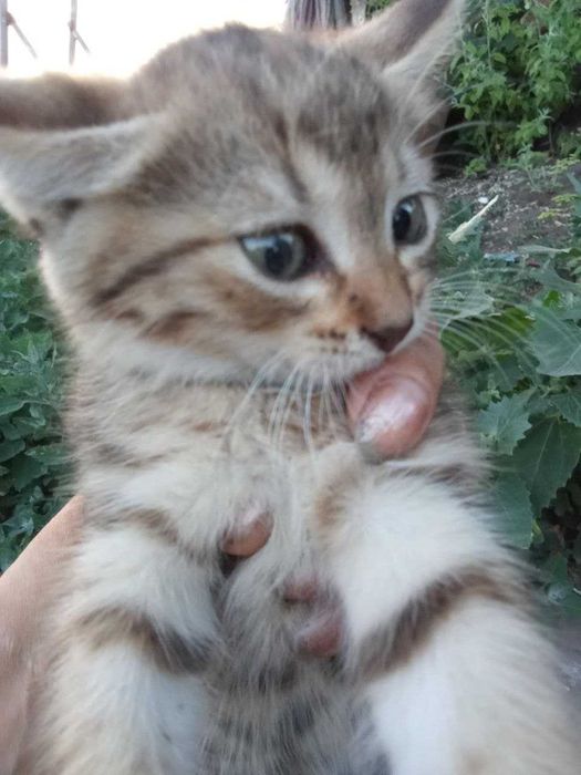 Сіро-руденьке кошеня-тигреня Санні, 1,5 міс