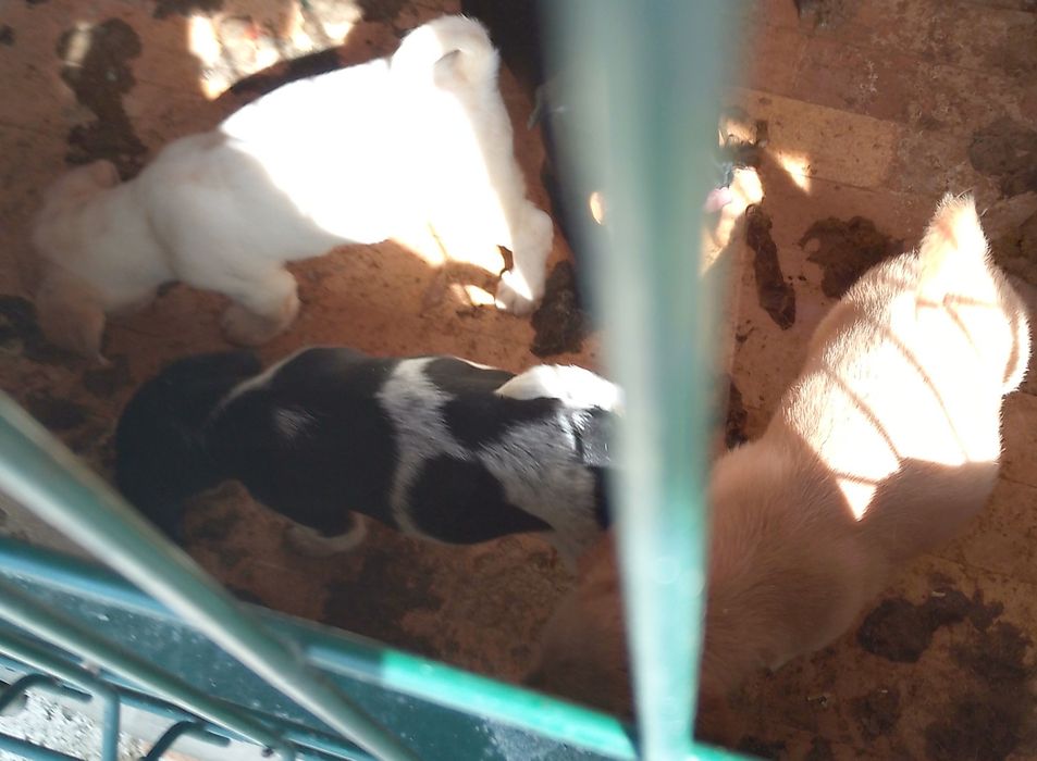 Cãezinhos para doar
