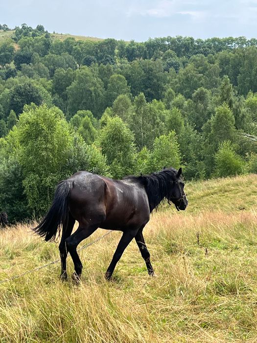 Продається дешево молодий спокійний кінь в хороші руки