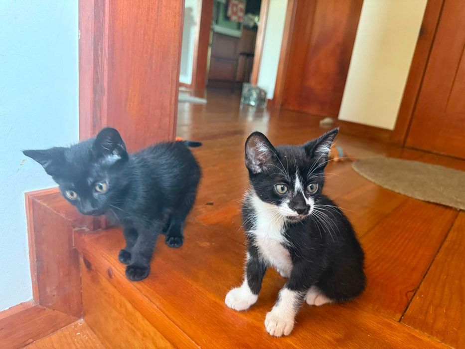 gatos bonitos e meiguinhos para dar