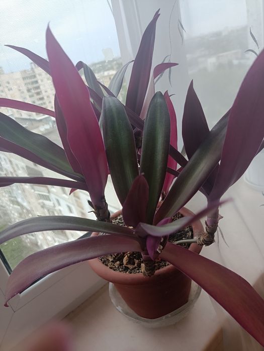 Традесканция   Рєо.5 ростков.