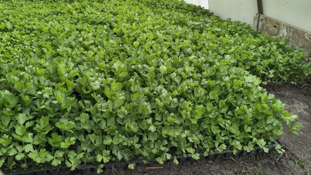 Sadzonka selera Talar