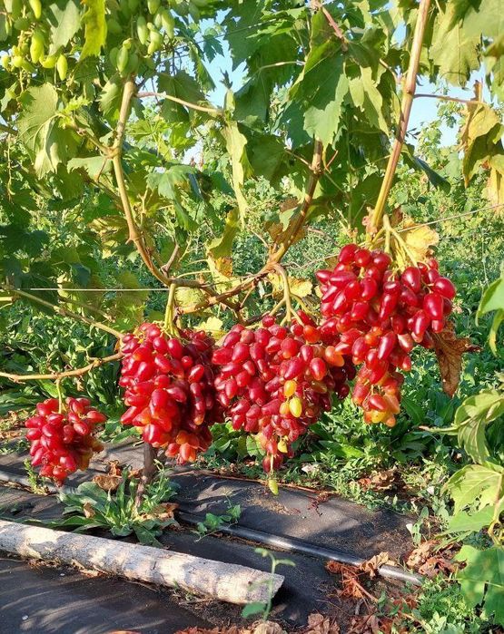 Продаж сільськогосподарьского 2,5Га