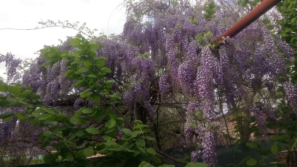 Семена Глициния китайская 10 шт. Насіння Гліцінія бузкова