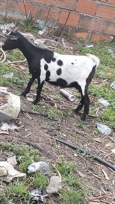 Vendo cabras anãs