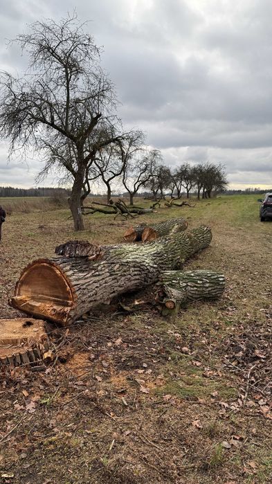 Drewno z wycinki - jabłoń i topola