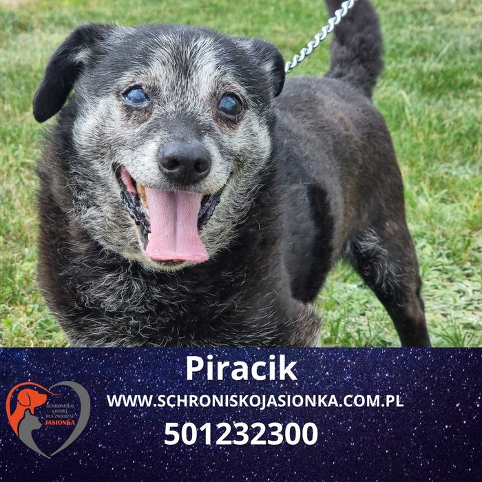 PIRACIK do adopcji – Schronisko Jasionka
