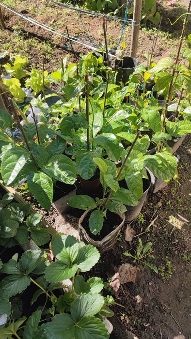 Plantas de maracujá com fruta