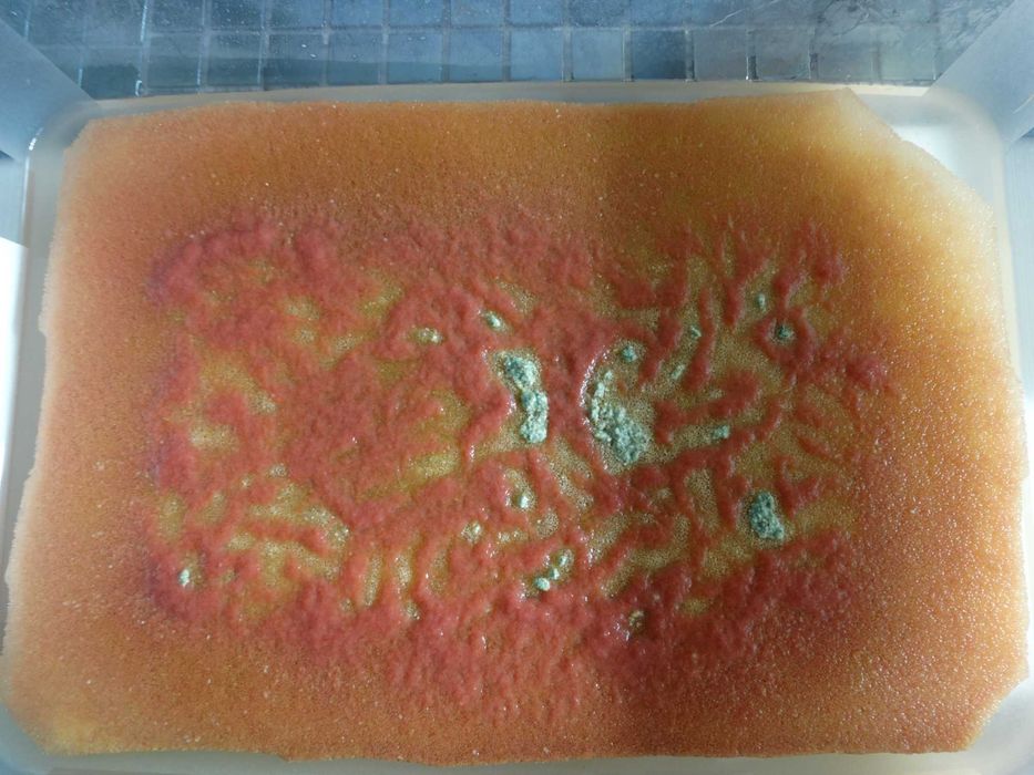 Żywy pokarm Auloforus dla wszystkich ryb akwariowych GOTOWY ZESTAW