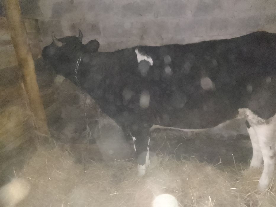 Продам  корову на вибір є три.