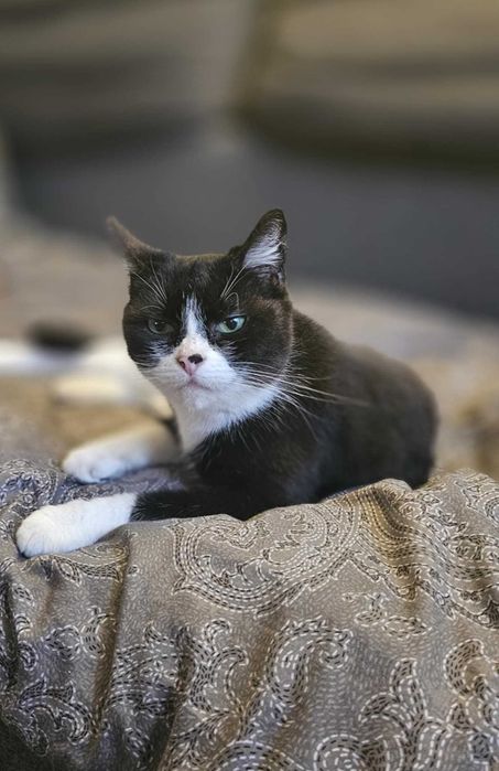 Kocia seniorka Satfi szuka kochającego domu
