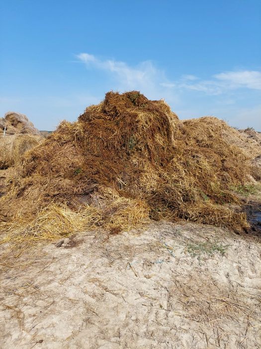 Obornik bydlęcy  treściwy duże ilości