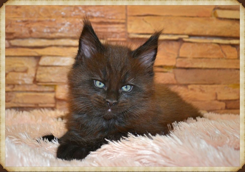 Потрясающие красавцы!Котики Мейн-кун.