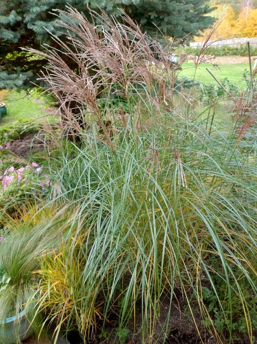 Trawy ozdobne Miskanty chińskie czerwone różne