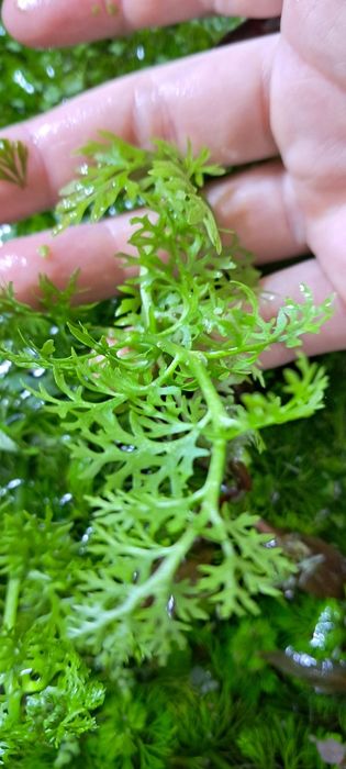 Sprzedam sadzonki roślin akwariowych