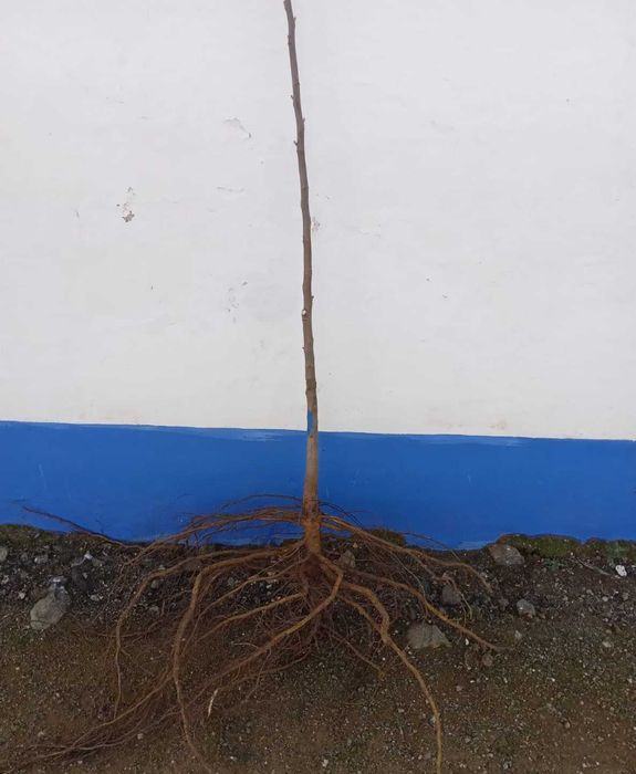 Nogueira Enxertada (Robert Livermore)