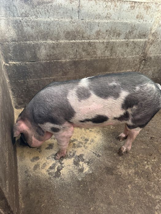 Porca malhada de alcobaça