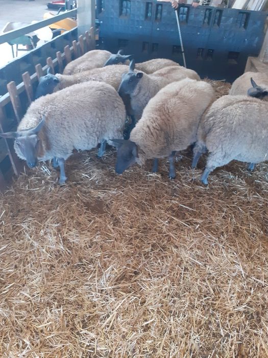 Borregos raça francesa Bleu Domaine