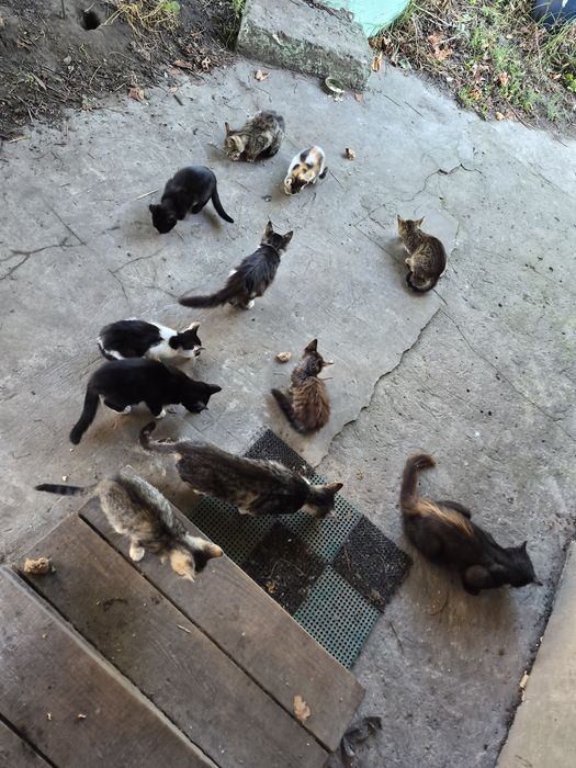 Котики безоплатно