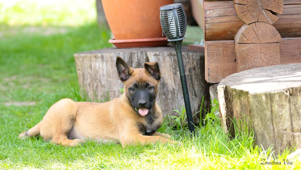 Малінуа -бельгійська вівчарка, цуценя,хлопчик,