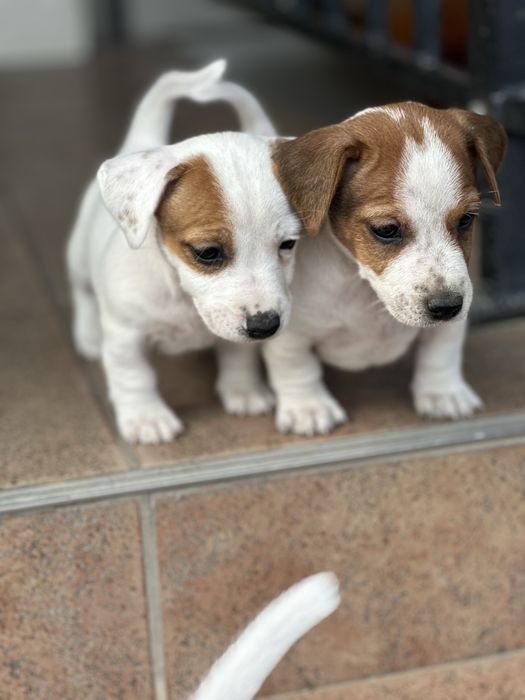 Jack Russel Terrier