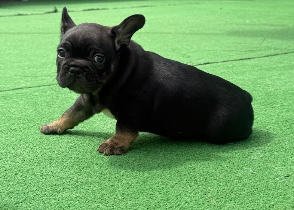 Bulldog francês macho black tan