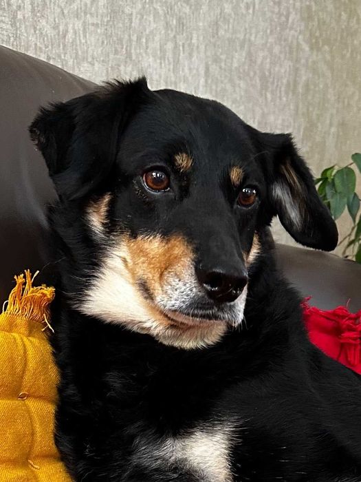 Spokojna suczka do adopcji - Dżetka!