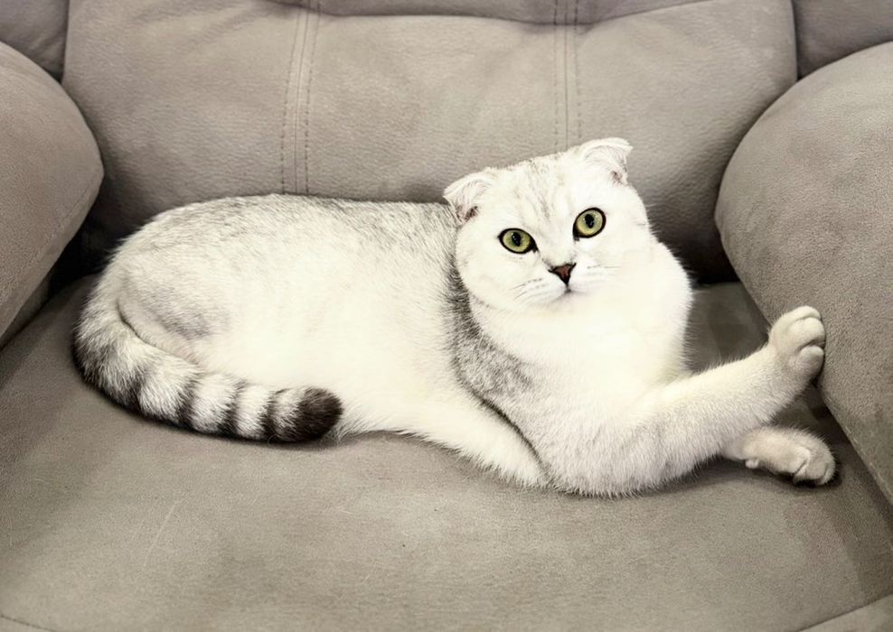 Кішка шотландська серебриста шиншила шукає котика для вʼязки