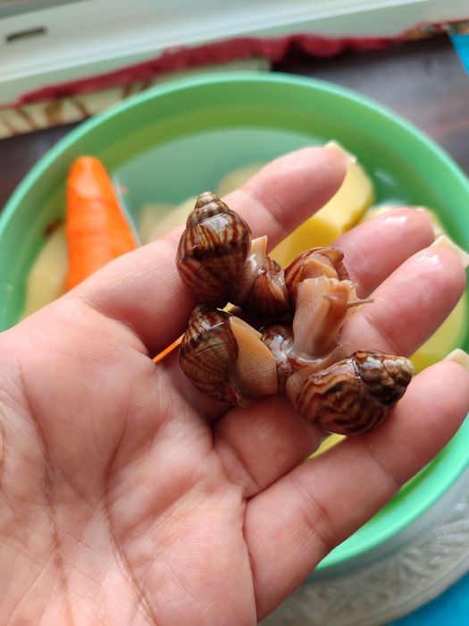 Равлики домашні дітки та мама