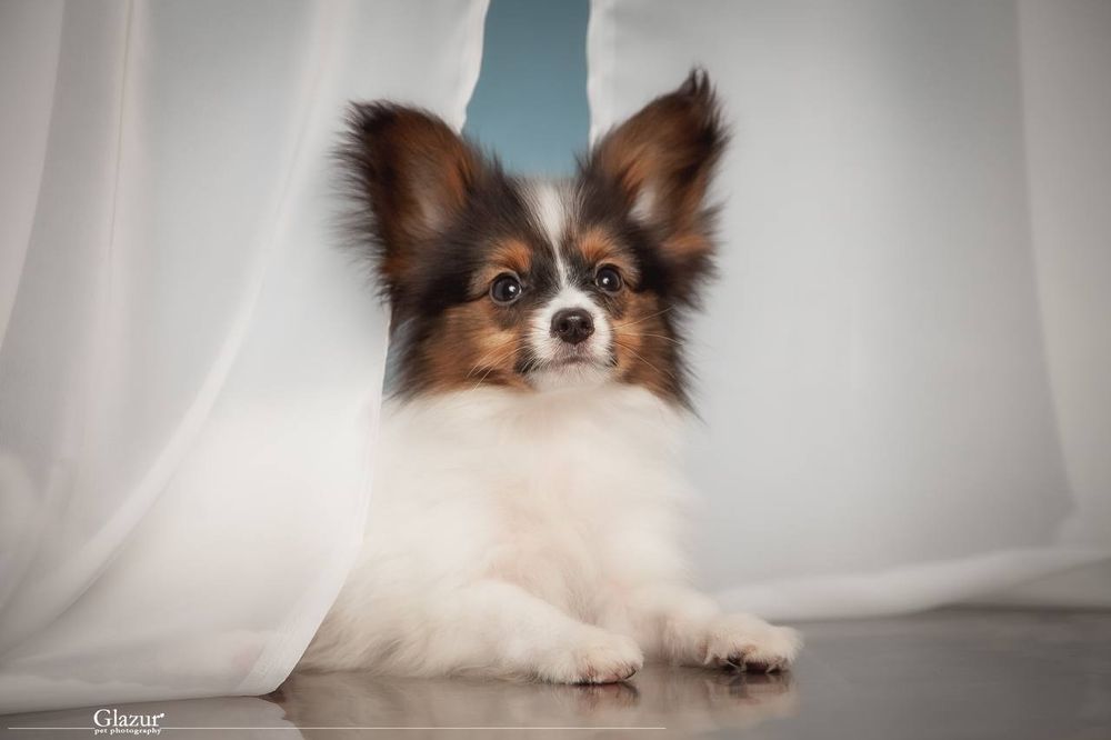 Найчарівніший хлопець триколор