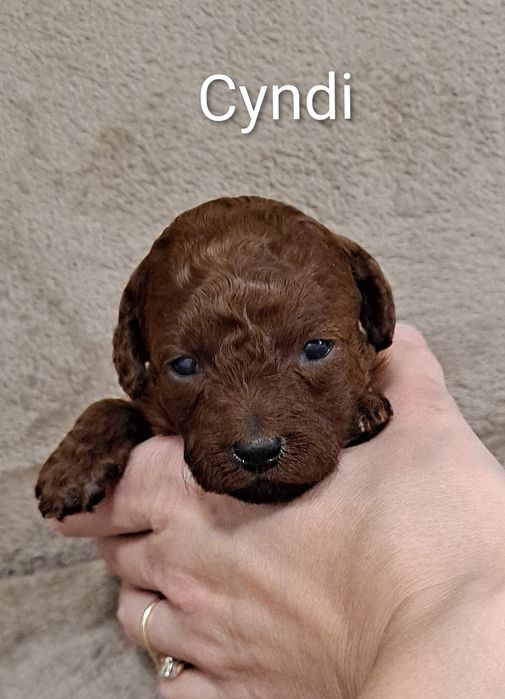 Pudel toy dziewczynka