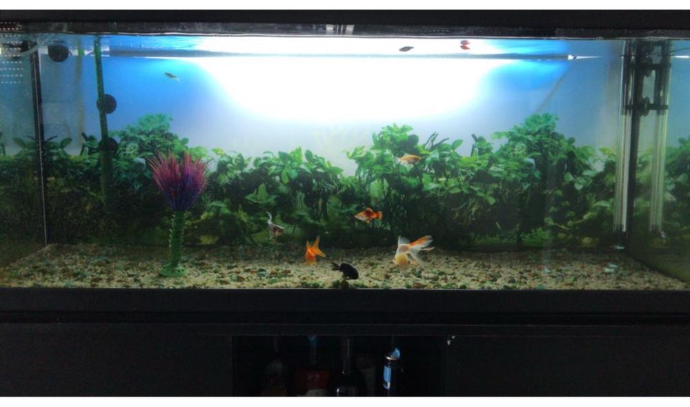 Aquario 200L e bomba enhein nova