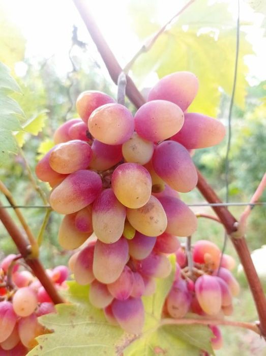 Саженцы винограда аватар. жолтый великан.эльдорадо.алинка.150 сортов.