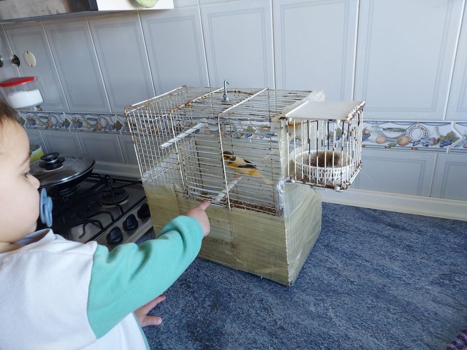 Vendo ultimos canarios 2025