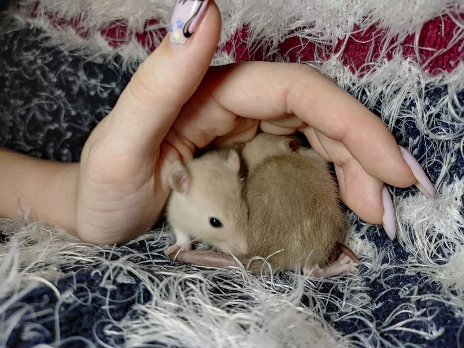 Подарок на Новый год. Малыши сиамские крыски. Крысы