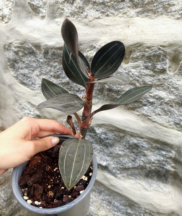 Planta Ludisia discolor