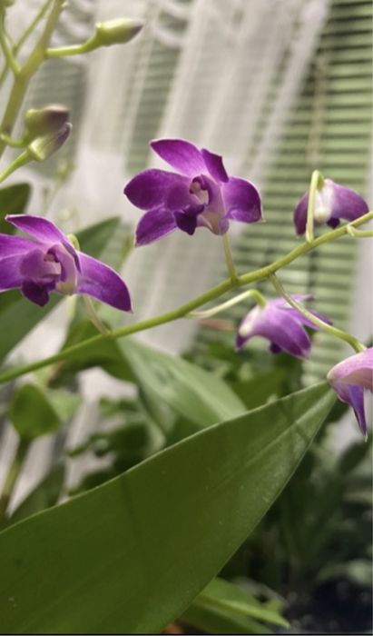 Дендробіум Беррі Ода