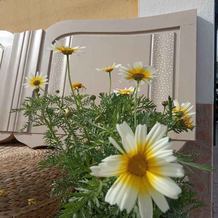 Cabeceira de cama vintage