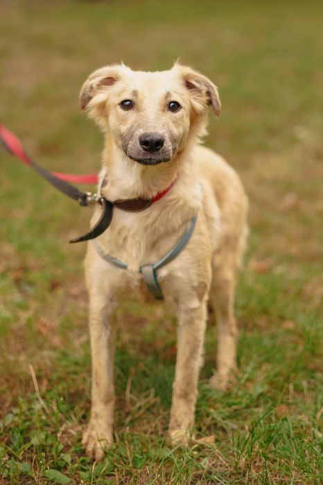 Ніжна собачка Верона хоче додому!