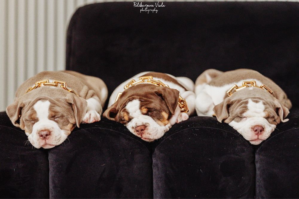 Американський буллі