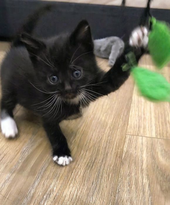 Котёнок чёрный с белыми лапками мальчик 1 месяц