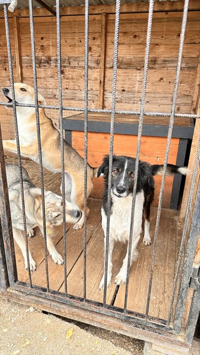 Песик 1 рік шукає сімʼю